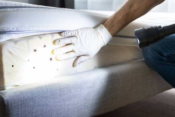 Trusted Morganfield, KY Pest Control Experts
