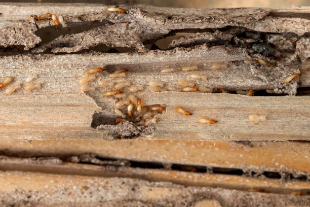 Best Termite Control Services  in Morganfield, KY